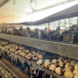 Montón de huevos de codorniz en exhibición