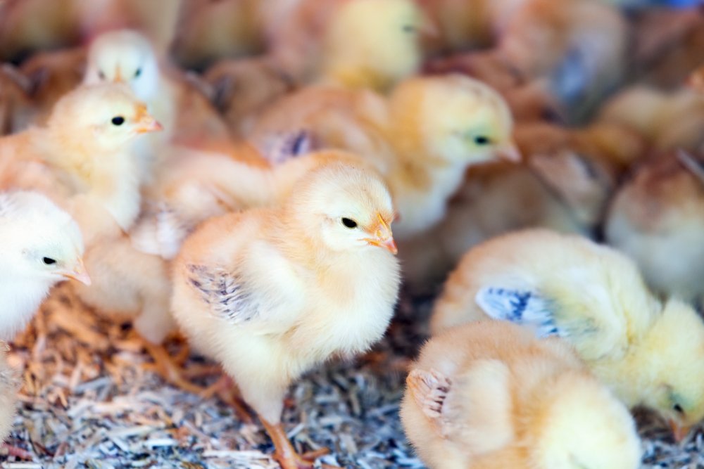 Incubación de gallo fino